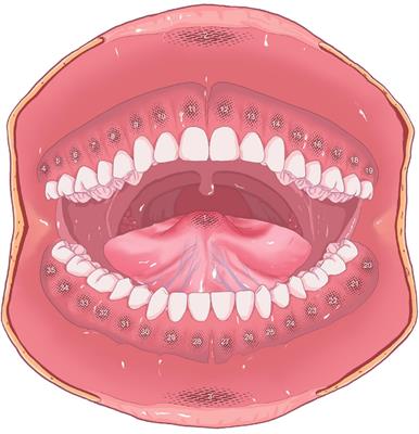 A Temporospatial Study of Sympathetic Skin Response and Electroencephalogram in Oral Mucosa Thermal Perception